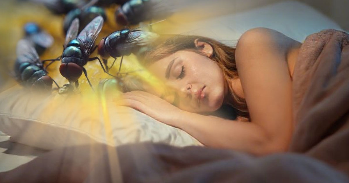 ฝันเห็นแมลงวันเยอะมาก เลขเด็ด